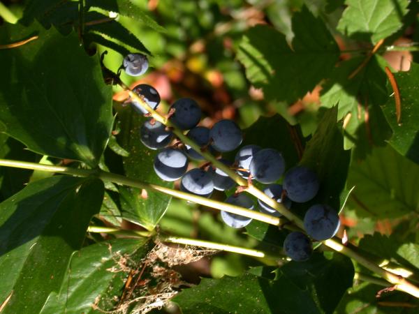 Oregon Grape <i>(Mahonia nervosa)</I>