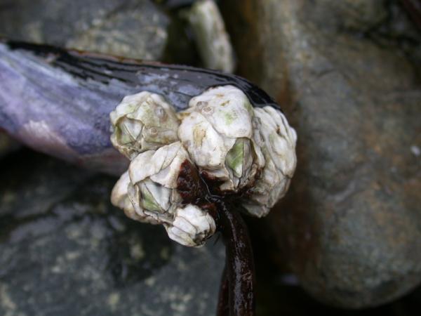 Mussels and barnacles and kelp, oh my!
