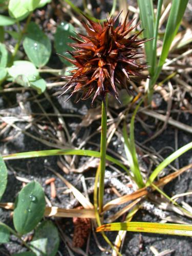 Large-Headed Sedge <i> (Carex macrocephela)</i>
