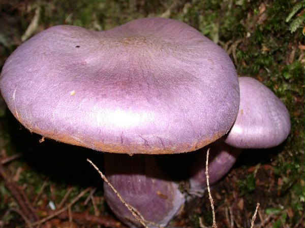 Purple Mushrooms
