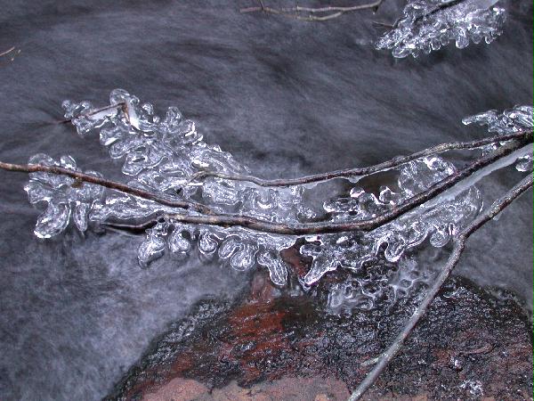 Branches of Ice