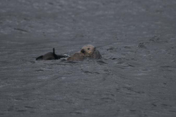 Sea Otters --(Enhydra lutris) (25975 bytes)