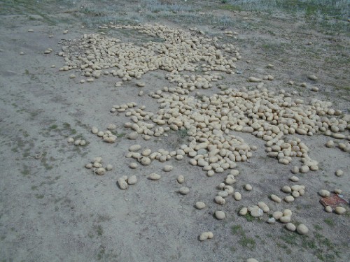 Roadside potatos