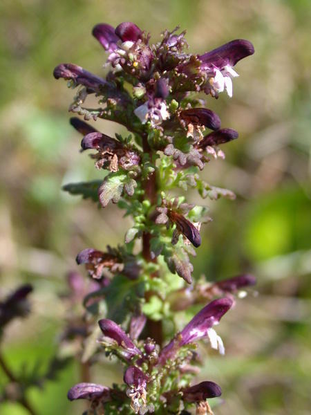 Lousewort <i>(Pedicularis ?)</i>