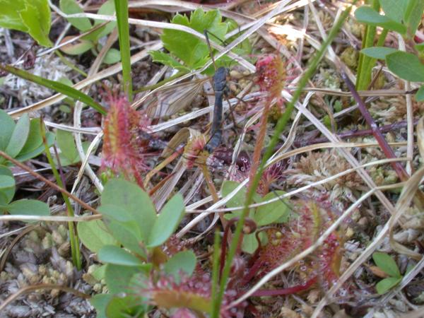 Sundew <i>(Drosera rotundifolia)</i> caught a crane fly