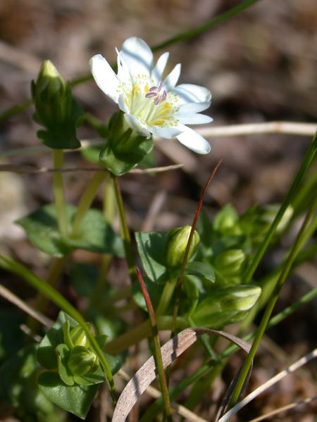 Swamp Gentian Flower <i>(Gentiana douglasiana)</i>