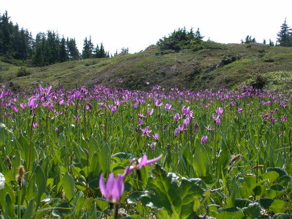 Field of shooting stars <i>(Dodecatheon ?)</i>