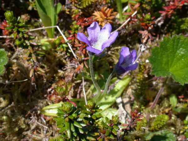 Common butterwort <i>(Pinguicula vulgaris)</i> flowers