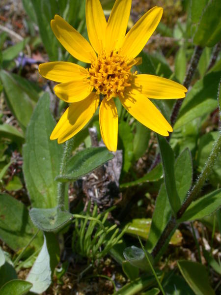 Arnica flower <i>(Arnica ?)</i>