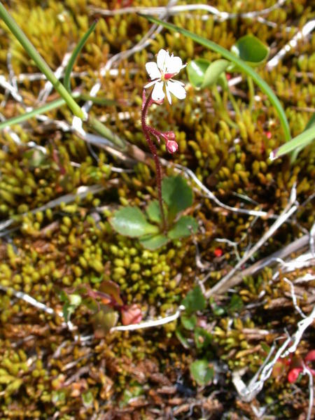 Red-stemmed saxifrage <i>(Saxifraga lyalli)</i>