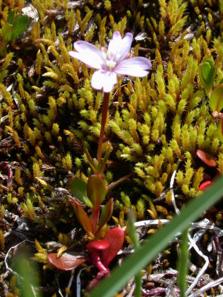 Willow herb <i>(Epilobium ?)</i>