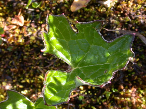 Sweet Coltsfoot <i>(Petasites frigidus)</i> leaf