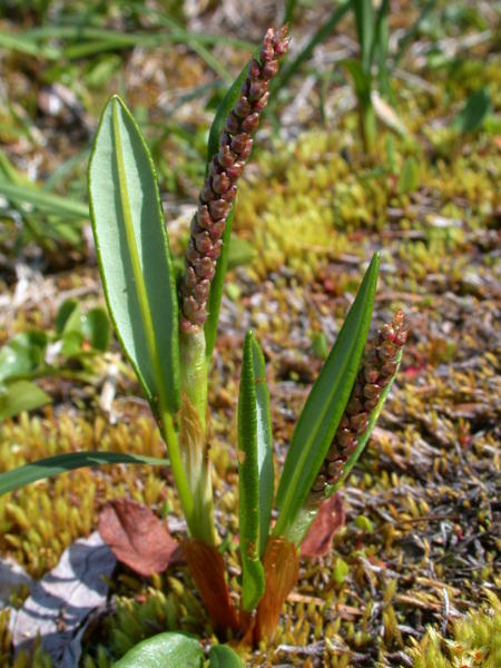 Alpine bistort <i>(Polygonum viviparum)</i>