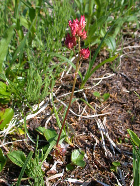 Leatherleaf saxifrage <i>(Leptarrhena pyrolifolia)</i>