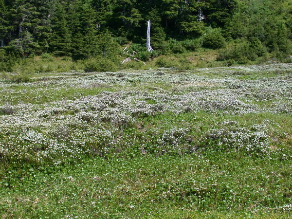 Field of white mountain heather <i>(Cassiope mertensiana)</i>