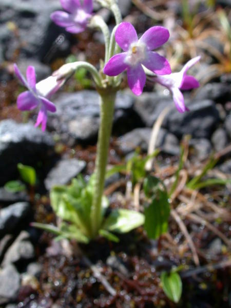 <i>(Primula tschuktschorum)</i> flowers