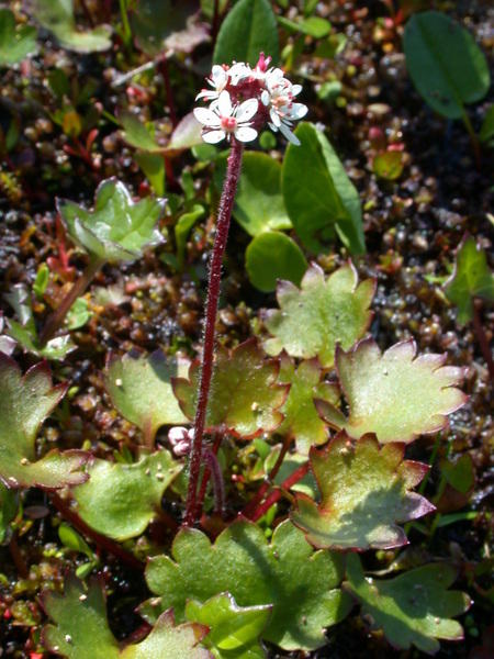 <i>(Saxifraga punctata)</i> in bloom