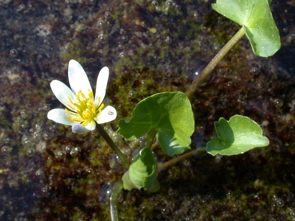 Alpine White Marsh Marigold <i>(Caltha leptosepala)</i> in bloom