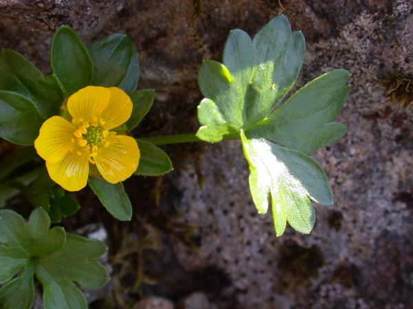 Unidentified Buttercup <i>(Ranunculus ?)</i> in bloom