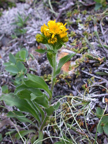 Northern goldenrod <i>(Solidago multiradiata)</i>