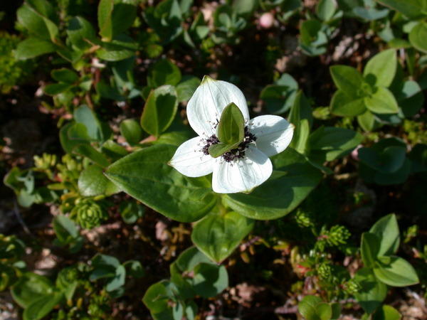 Dogwood <i>(Cornus canadensis)</i> with leaves growing out of flower