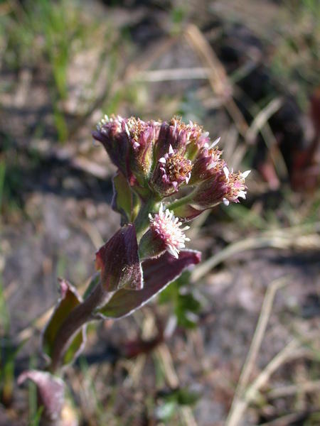 Sweet Coltsfoot <i>(Petasites frigidus)</i> flowers