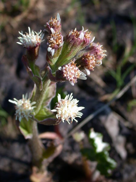 Sweet Coltsfoot <i>(Petasites frigidus)</i> in bloom