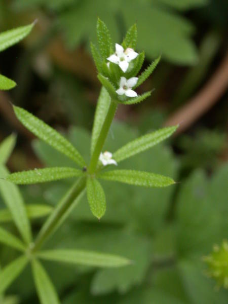 Cleaver <i>(Gallium ?)</i> in bloom