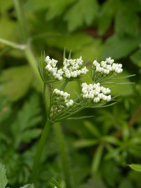 Hemlock Parsley <i>(Conioselinum chinense)</i> flowers