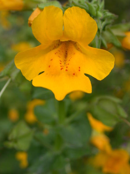 Yellow monkey flower <i>(Mimulus guttatus)</i>