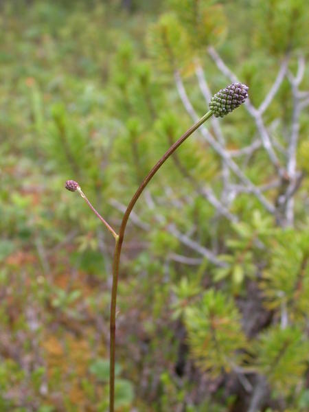 Burnet <i>(Sanguisorba)</i> flower stalk