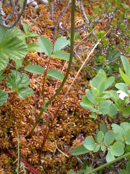 Burnet <i>(Sanguisorba)</i> leaves