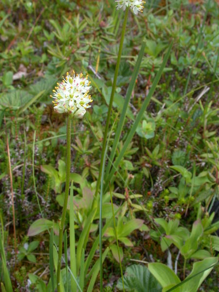 Blooming Sticky False Asphodel <i>(Tofieldia glutinosa)</i>