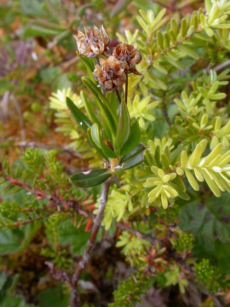 Bog Laurel <i>(Kalmia microphylla)</i> with opened seed pods