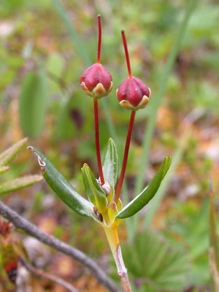 Bog Laurel <i>(Kalmia microphylla)</i> seed pods