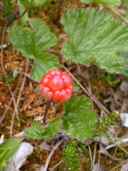 Not yet ripe cloudberry <i>(Rubus chamaemorus)</i>