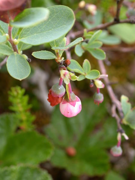 Bog Blueberry <i>(Vaccinium uliginosum)</i> flower