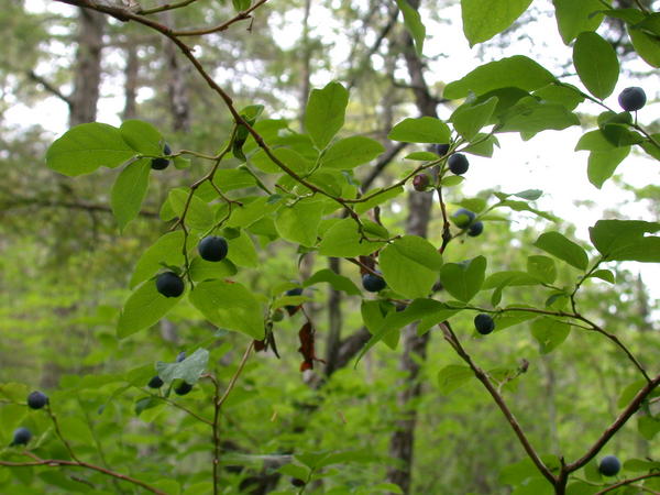 Oval leafed blueberries <i>(Vaccinium ovalifolium)</i>