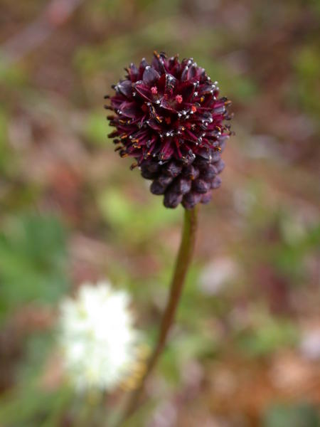 Burnet <i>(Sanguisorba)</i> starting to bloom