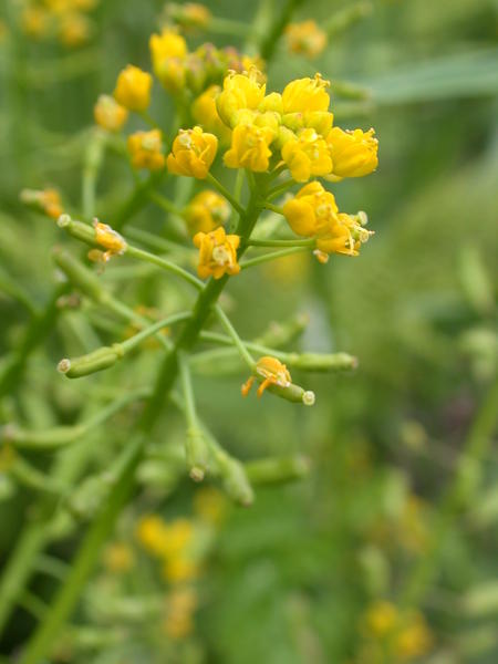 <i>(Rorippa islandica)</i> flowers, siliques