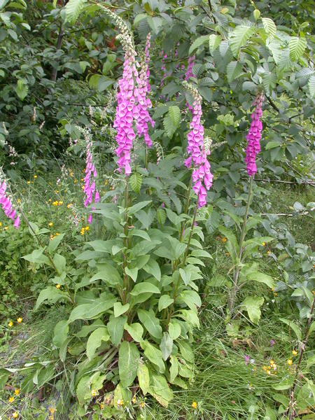 Foxglove <i>(Digitalis purpurea)</i> in bloom