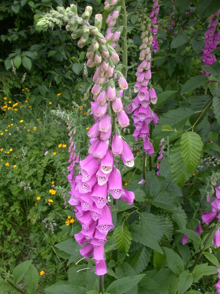 Foxglove <i>(Digitalis purpurea)</i> flowers