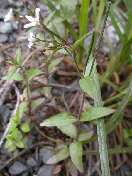 Unidentified WIllowherb <i>(Epilobium ?)</i>