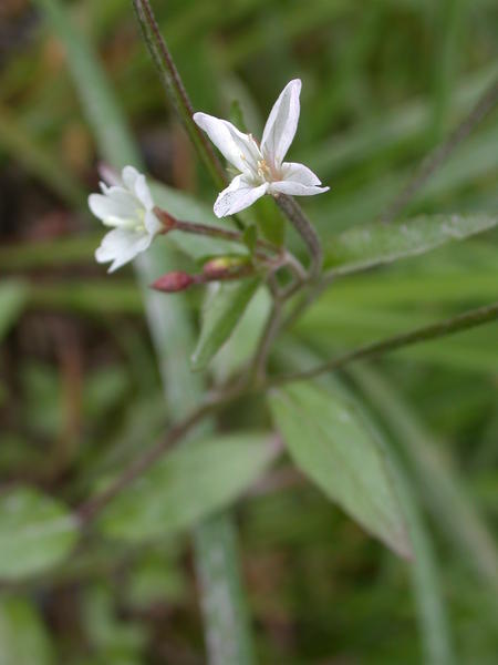 Unidentified WIllowherb <i>(Epilobium ?)</i> flowers