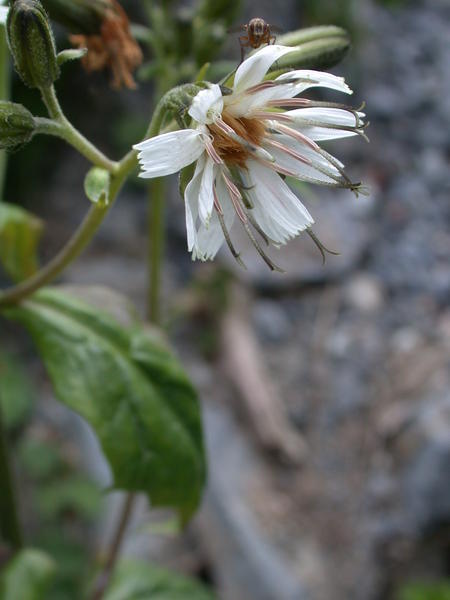 Rattlesnake root bloom <i>(Prenatnthes alata)</i>