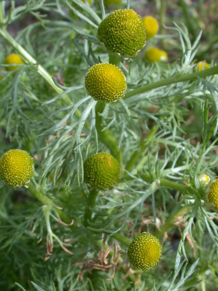 Pineapple weed <i>(Matricaria discoidea)</i> in bloom