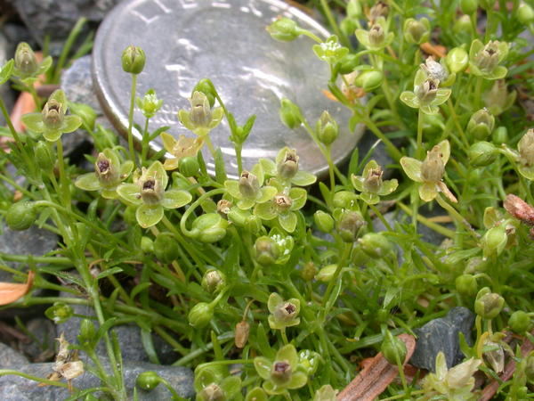 Unidentified, maybe <i>(Stellaria ?)</i> with scale