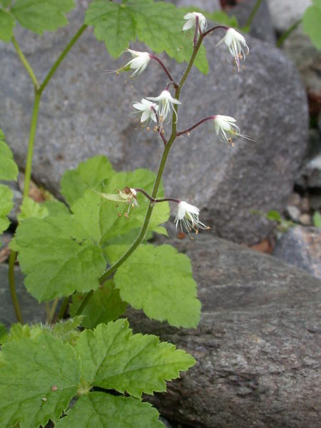 Foam flower <i>(Tiarella trifoliata)</i> in bloom