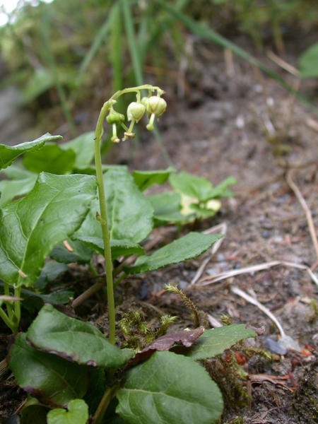 One sided wintergreen <i>(Pyrola secunda)</i> late bloom