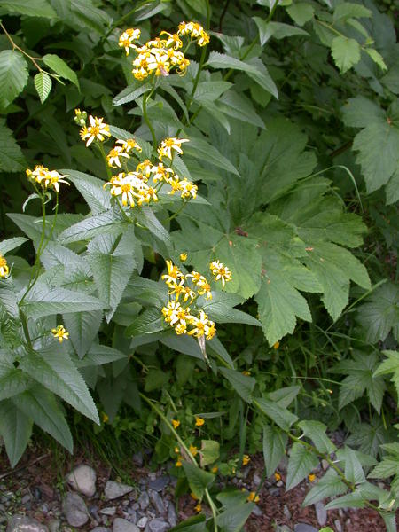 Arrow leaved groundsel <i>(Senecio triangularis)</i>